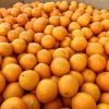 Low Best Price For Fresh Orange Fruit Wholesale Valencia Navel Orange