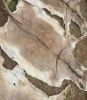 Top Quality Wet Salted & Dry salted Donkey Hides & Cow Hides/Cattle Hides