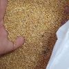 Green Millet Bajra/ Millet Bajra Seeds Dried Millet , Hulled Red Millet, Yellow White Mille Yellow Broom Corn Millet