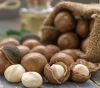 Roasted macadamia nuts
