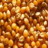 Yellow Corn / White Corn for sale