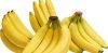 Cavendish Banana