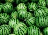 WATER MELONS FOR SALE