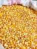 Yellow Maize and Yellow Corn From Nigeria