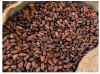 Cocoa Beans Good Quality for Sale