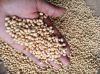 organic soyabean  soybean