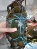 Live Mud Crabs High Quality