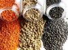 Best Quality Green Lentils, Red Lentils, Brown Lentils