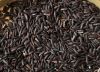 BLACK HEALTHY RICE/ WA: +84352310575