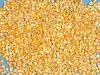 Yellow Corn/Maize for Animal Feed From South Africa