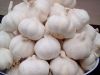 Garlic/ Fresh Garlic/Wholesale High Quality Fresh Garlic