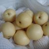 Fresh Pear Fruits for Sale / High Quality Fresh Pear Sweet Green Fragrant Pear