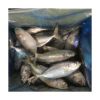 Frozen Horse Mackerel Fish Whole Round / Freshness Horse Mackerel (Trachurus Japonicus) Fish