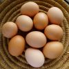 White Fresh Chicken Table Eggs/ Artificial Ostrich Eggs For Sale