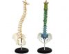 Sell human vertebral column and pelvis