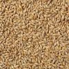 Organic Barley