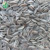 Supply sunflower seeds Raw, Supply sunflower seeds Raw