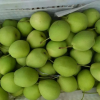 Best Price Fresh Pear / Golden Pear Fruit For Sale