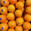 Fresh Oranges, Lemon, Lime, Grapefruits, Citrus