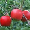 Fresh Fruits Red Fuji Apples