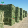 Buy Organic Alfalfa Grass Hay/ Alfalfa Hay Pellets For Animal Feed