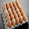 Hot Selling Supplier Brown Table Chicken Eggs for best wholesale Price