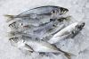 Pacific Ocean Mackerel Fish Wholesale Frozen Mackerel