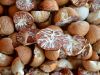 Wholesale Betel Nuts