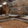 Wholesale Premium Almond Nuts for sale