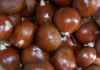 WHOLESALE QUALITY FRESH CHESTNUTS KERNELS FOR EXPORT