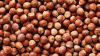 Quality Wholesale Hazelnut For Sale