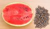 Wholesale of Cheap Melon Seeds