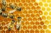 Factory Wholesale Price Bulk Raw Honey