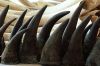 rhino horns