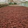 BEST QUALITY AND SELL HIGH QUALITY DRIED RAW NATURAL COCOA BEANS - HOT SALE
