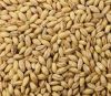 QUALITY BARLEY WITH DISCOUNT PRICE