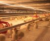 Broiler Chicks  Automatic Poultry Feeder and Drinker System for Broilers Broiler Poultry FeedHatching Eggs: Cobb 500 and Ross 308 Broiler Chicken Cage