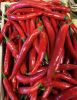 DRIED RED CHILI - PRODUCT DIRECT FROM FARM