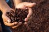 Quality Dried Cacao Beans / Cocoa- Beans