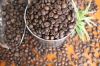 Good Quality Dried Robusta Coffee Beans