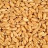 Quality barley grain in bulk, barley