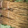 Fresh Burdock, Golden Burdock and fresh Burdock, Fresh Burdock Root