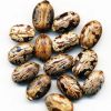 Bulk castor oil seed with high oil content castor seed