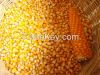 Corn, Yellow corn, white corn, maize, Popcorn kernels