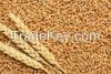 High Quality 100% Organic Wheat