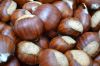 Fresh new chest nuts for sale with low price buy bulk horse chestnuts