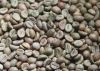 Robusta Coffee Beans Fast Shipping Custom Packaging Premium Quality Wholesale