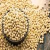 Soya Beans