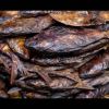 Dried Bonga Fish