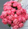 China fresh cut herbaceous peony wholesale